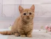 マンチカン(短足)【神奈川県・女の子・2024年2月4日・レッドタビー】の写真4「生後75日🐾20時まで受付してるニャン🐾」