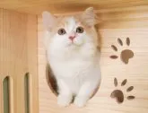 サイベリアン【神奈川県・男の子・2023年5月22日・クリーム&ホワイト】の写真5「8/3撮影(生後73日)🐾20時まで受付してるニャン🐾」