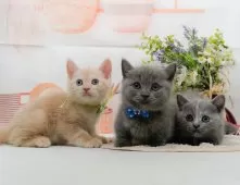 マンチカン(短足)【神奈川県・女の子・2025年7月31日・ダイリュートキャリコ】の写真10「きょうだいちゃんたちです💕運命の子と出会えますように…🌟」