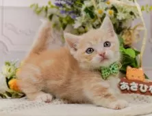 マンチカン(短足)【神奈川県・男の子・2025年6月11日・クリームタビー】の写真7「🚃三ツ境駅から徒歩５分🐾駅からまっすぐ歩いたら到着します🎶」