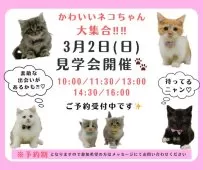 マンチカン(長足)【神奈川県・男の子・2024年12月11日・クリームタビー】の写真3「🐱見学会開催💕可愛いネコちゃんが大集合💓💓」