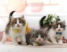 ノルウェージャンフォレストキャット【神奈川県・男の子・2025年10月5日・ブルータビー&ホワイト】の写真10「きょうだいちゃんたちです💕運命の子と出会えますように…🌟」