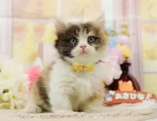 ミヌエット(長足)【神奈川県・女の子・2025年8月23日・ブラウンタビー&ホワイト】の写真10「【2510-00847】妹ちゃんです💕運命の子と出会えますように…🌟」