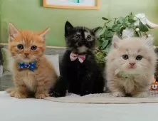 マンチカン(短足)【神奈川県・男の子・2025年9月12日・レッドタビー】の写真10「きょうだいちゃんたちです💕運命の子と出会えますように…🌟」