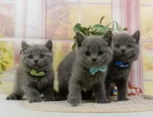 ブリティッシュショートヘア【神奈川県・男の子・2025年8月19日・ブルー】の写真10「きょうだいちゃんたちです💕運命の子と出会えますように…🌟」