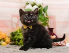 アメリカンショートヘア【神奈川県・女の子・2025年10月28日・ブラックスモーク】の写真11「お気に入り登録でお得な情報ゲット🎫✨」