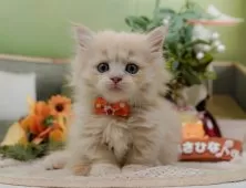 マンチカン(短足)【神奈川県・男の子・2025年8月27日・クリーム】の写真11「お気に入り登録でお得な情報ゲット🎫✨」