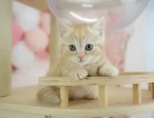 マンチカン(短足)【神奈川県・女の子・2025年4月7日・レッドタビー】の写真8「🐱複数頭見学🐱大歓迎🎉一度の見学で他のネコちゃんたちも見れます💕」