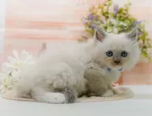 ラグマフィン(ラグドール×ラガマフィン)【神奈川県・男の子・2025年9月6日・ブルーポイントミテッド】の写真6「当日見学OK！！まずは、お気軽にご連絡ください🎶」