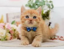 マンチカン(短足)【神奈川県・男の子・2025年9月12日・レッドタビー】の写真11「お気に入り登録でお得な情報ゲット🎫✨」