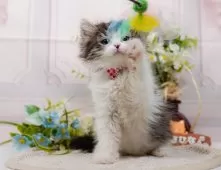 ミヌエット(長足)【神奈川県・女の子・2025年8月23日・ブラウンタビー&ホワイト】の写真11「お気に入り登録でお得な情報ゲット🎫✨」