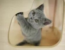 マンチカン(短足)【神奈川県・女の子・2025年8月1日・ブルー】の写真11「お気に入り登録でお得な情報ゲット🎫✨」