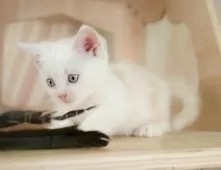 マンチカン(短足)【神奈川県・男の子・2025年8月20日・クリームタビー】の写真11「お気に入り登録でお得な情報ゲット🎫✨」