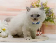 ラグマフィン(ラグドール×ラガマフィン)【神奈川県・男の子・2025年9月6日・ブルーポイントミテッド】の写真7「🚃三ツ境駅から徒歩５分🐾駅からまっすぐ歩いたら到着します🎶」