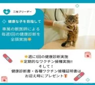 サイベリアン【神奈川県・男の子・2025年2月3日・ブルータビー&ホワイト】の写真14「💉全頭健康診断実施済み💉毎週専属の獣医師がネコちゃんの体調チェックをしています🏥」