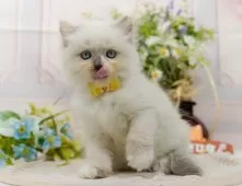 ラグマフィン(ラグドール×ラガマフィン)【神奈川県・女の子・2025年9月6日・ブルートーティーポイントミテッド】の写真5「🌟全頭総額表示🌟接種済ワクチン代・マイクロチップ代・健康診断料込」