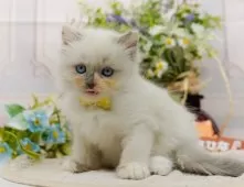 ラグマフィン(ラグドール×ラガマフィン)【神奈川県・女の子・2025年9月6日・ブルートーティーポイントミテッド】の写真8「ママさん猫が遊んでいるキャットランも完備🥎」