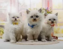 ラグマフィン(ラグドール×ラガマフィン)【神奈川県・男の子・2025年9月6日・ブルーポイントミテッド】の写真10「きょうだいちゃんたちです💕運命の子と出会えますように…🌟」