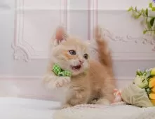 マンチカン(短足)【神奈川県・男の子・2025年6月11日・クリームタビー】の写真9「🐱複数頭見学🐱大歓迎🎉一度の見学で他のネコちゃんたちも見れます💕」