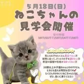 マンチカン(短足)【神奈川県・男の子・2025年3月25日・ブルー】の写真2「🐱ねこの見学会開催🎉🎀“かわいい”が溢れる、とびきり特別な日です！」