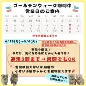 ミヌエット(長足)【神奈川県・男の子・2024年12月28日・レッドタビー】の写真3「🌸GWの営業について🌸お休みなく毎日かわいいネコちゃんたちとお待ちしております💕」