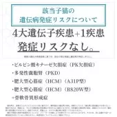 マンチカン(長足)【神奈川県・女の子・2025年6月15日・ダイリュートキャリコ】の写真4「🧬 4大遺伝子疾患＋1疾患🧬 検査済み✨発症リスクなし🔒 安心して迎えられる子猫です🐱💖」