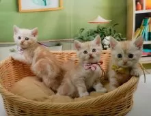 マンチカン(短足)【神奈川県・男の子・2025年6月11日・クリームタビー】の写真10「きょうだいちゃんたちです💕運命の子と出会えますように…🌟」