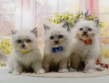 ラグマフィン(ラグドール×ラガマフィン)【神奈川県・女の子・2025年9月6日・ブルートーティーポイントミテッド】の写真10「きょうだいちゃんたちです💕運命の子と出会えますように…🌟」