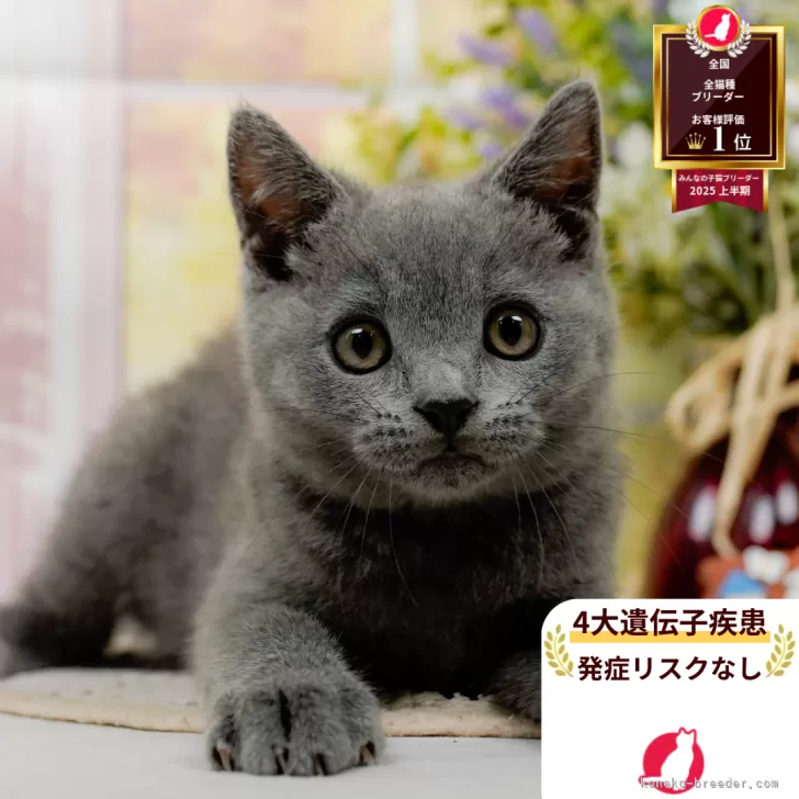 とと 様のお迎えした子猫