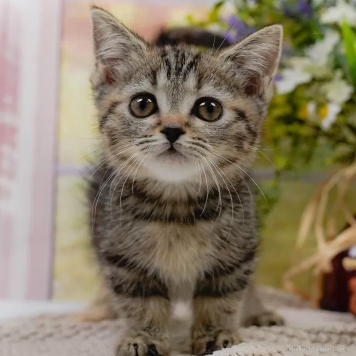 R.A 様のお迎えした子猫