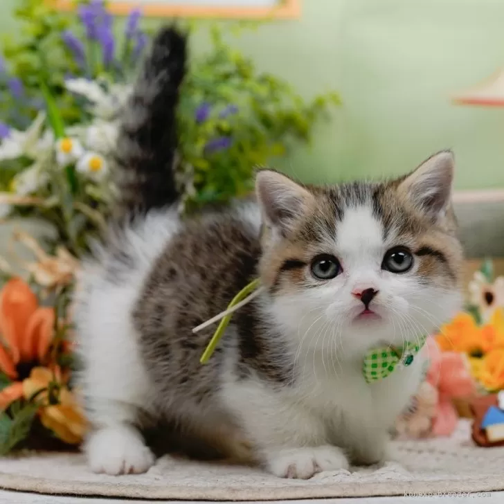 Y.H 様のお迎えした子猫