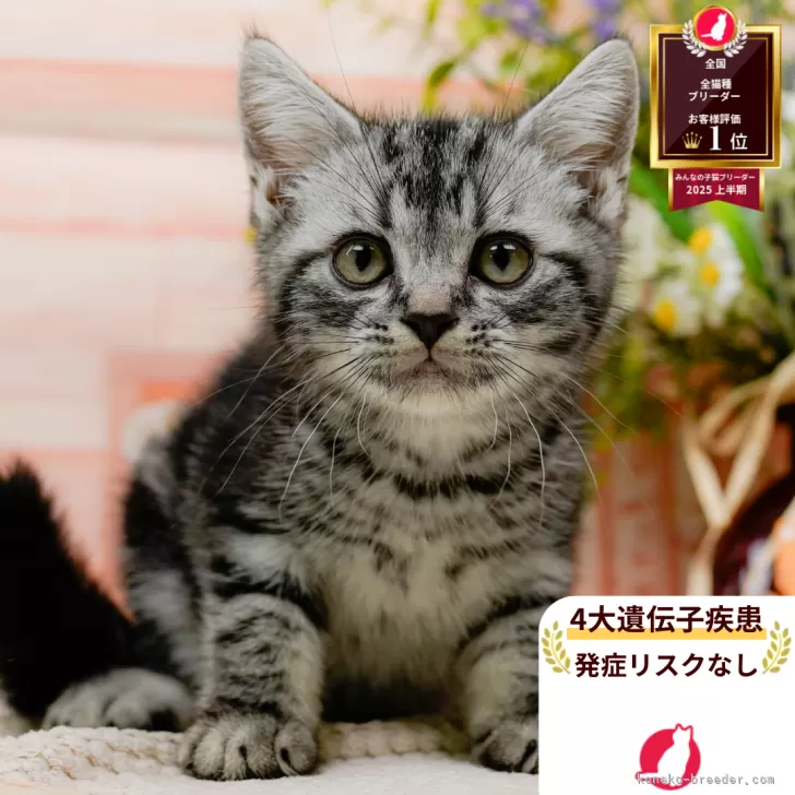 アメリカンショートヘア【神奈川県・男の子・2025年6月20日・シルバータビー】の写真1「かわいい子猫の画像や当猫舎の情報を掲載しています💖是非、見てください🎶」