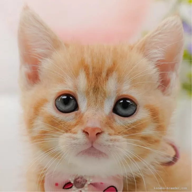 T.Y 様のお迎えした子猫