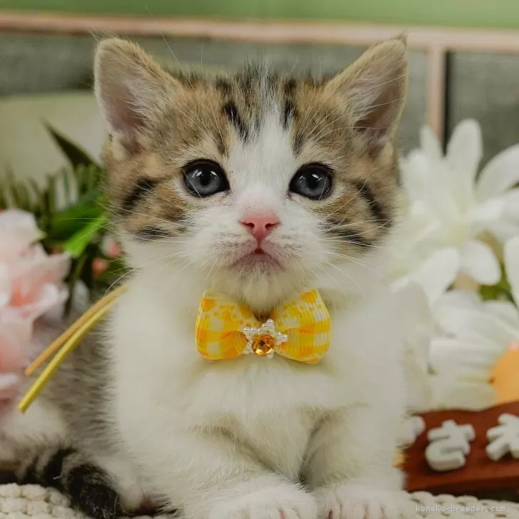 ID:2501-00098の子猫