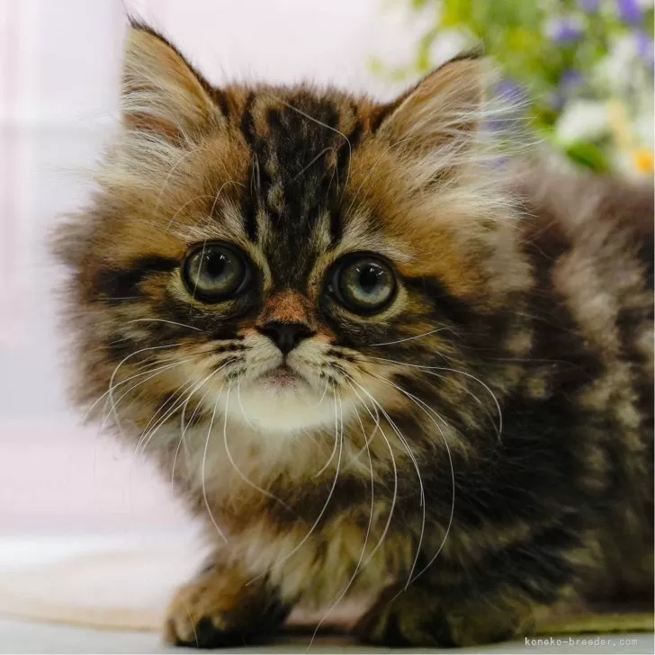 ID：2507-03233の子猫