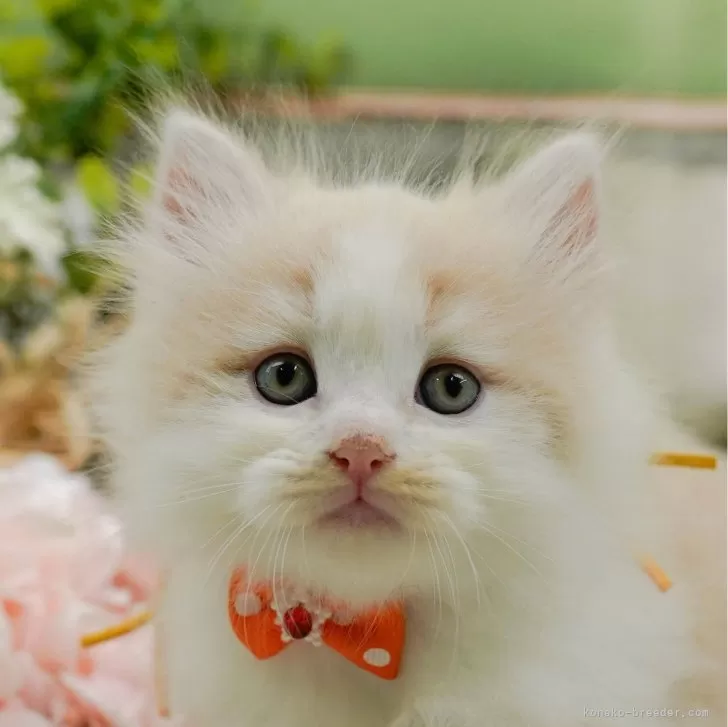K 様のお迎えした子猫