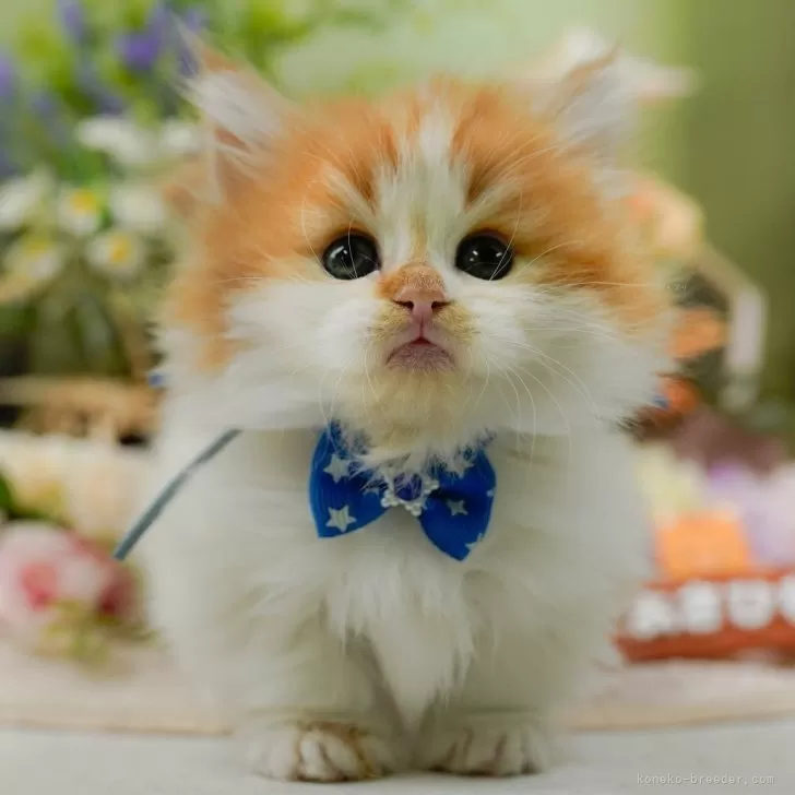 T.T 様のお迎えした子猫