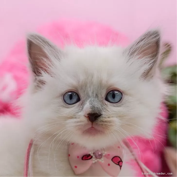ラグドール【神奈川県・女の子・2025年5月7日・ブルーポイントミテッド】の写真1「かわいい子猫の画像や当猫舎の情報を掲載しています💖是非、見てください🎶」
