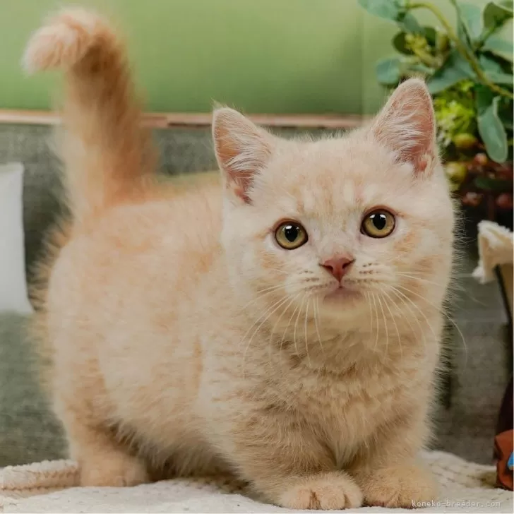 ID:2507-02505の子猫