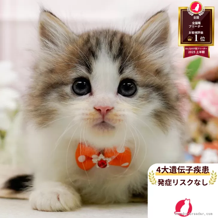 ノルウェージャンフォレストキャット【神奈川県・女の子・2025年10月5日・ブラウンタビー&amp;ホワイト】の写真1「かわいい子猫の画像や当猫舎の情報を掲載しています💖是非、見てください🎶」