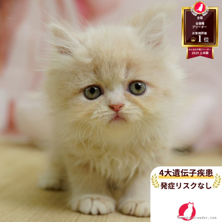 ブリーダー画像