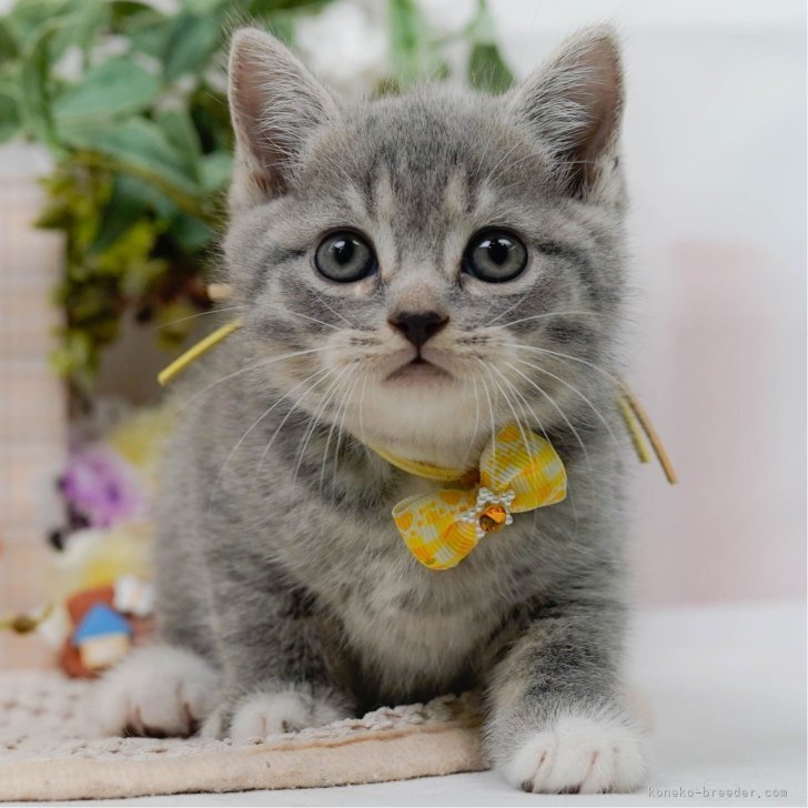 Y.K 様のお迎えした子猫