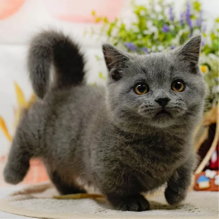 TT 様のお迎えした子猫