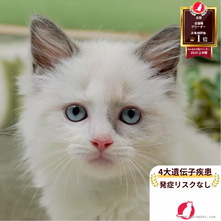 T.O 様のお迎えした子猫