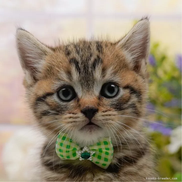 E.Ｉ 様のお迎えした子猫