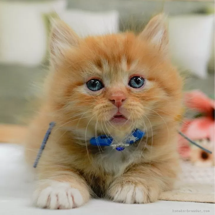 ロイ 様のお迎えした子猫
