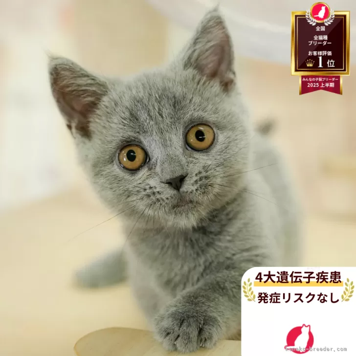 ID：2511-00502の子猫