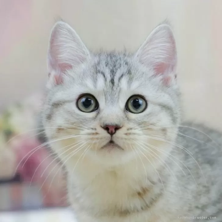 ID：2505-02454の子猫