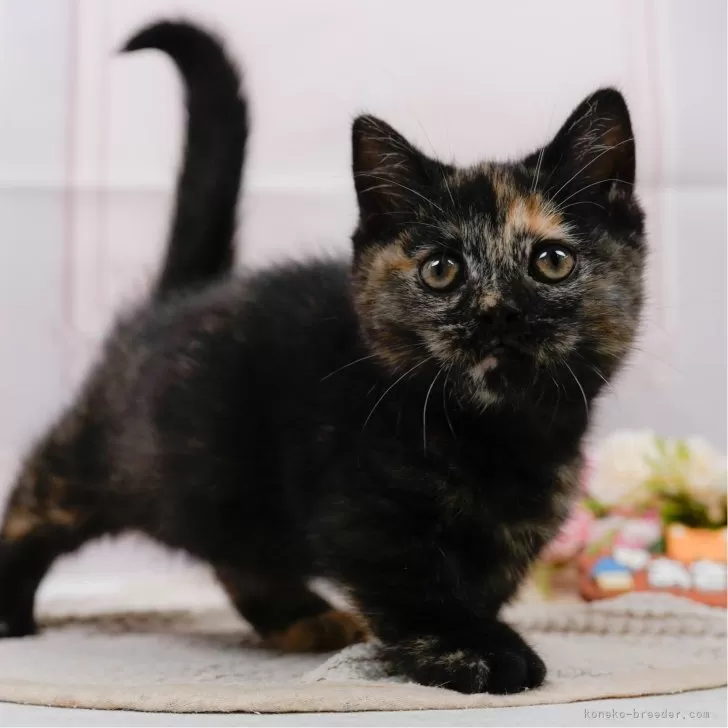 さと 様のお迎えした子猫