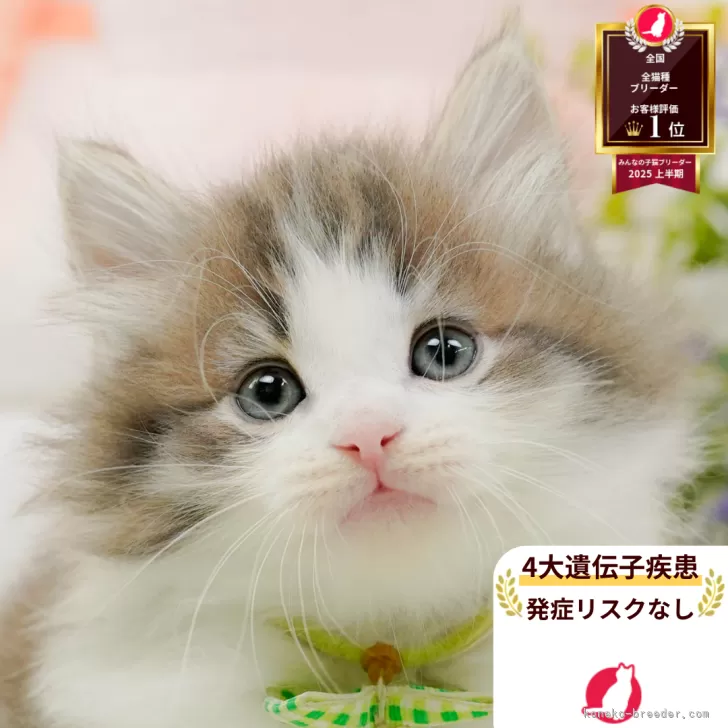 K.Y 様のお迎えした子猫